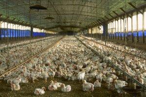 Chickens